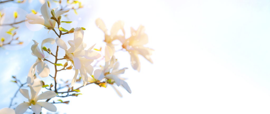 White flower blooms on a tree branch